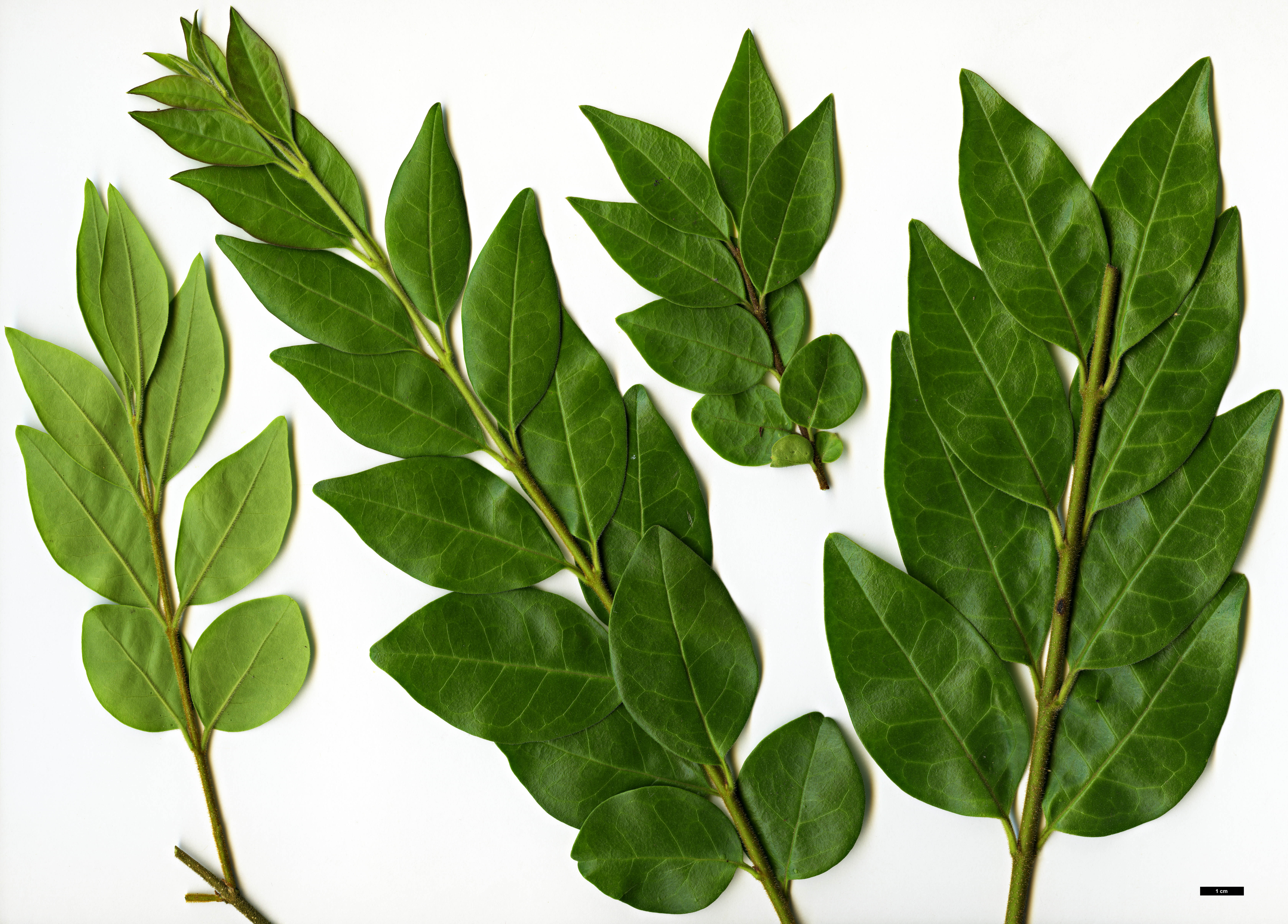 High resolution image: Family: Oleaceae - Genus: Ligustrum - Taxon: sinense - SpeciesSub: var. myrianthum